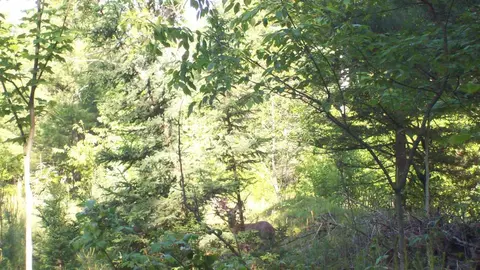 5945 Fox Trail Frederic Mi 49733 Trl, Frederic, MI 49733 photo 6