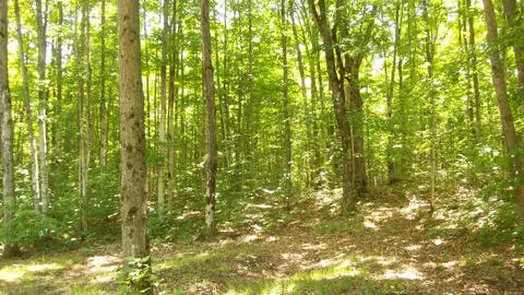 5945 Fox Trail Frederic Mi 49733 Trl, Frederic, MI 49733 photo 5