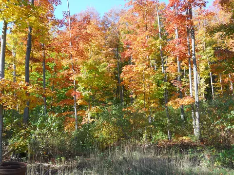 461 Mcgregor Rd, Vanderbilt, MI 49795 photo 11