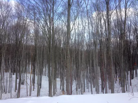 3300 Treetops Ln, Vanderbilt, MI 49795 photo 26
