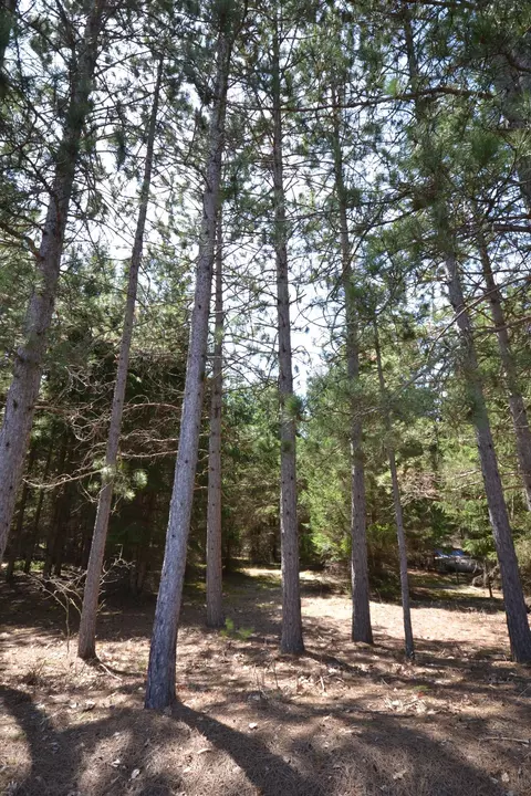 8729 Twin Bridge Rd, Lovells, MI 49738 photo 25