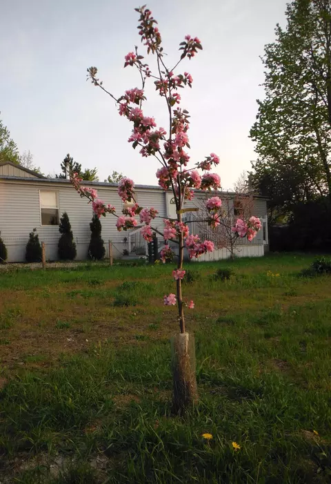 7522 M-68, Alanson, MI 49706 photo 4