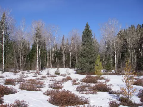 11111 Newman Frederic Mi 49733, Frederic, MI 49733 photo 9