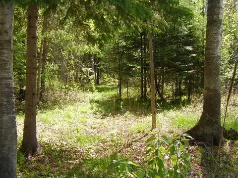 5609 N Abbe Rd, Comins, MI 48619 photo 31