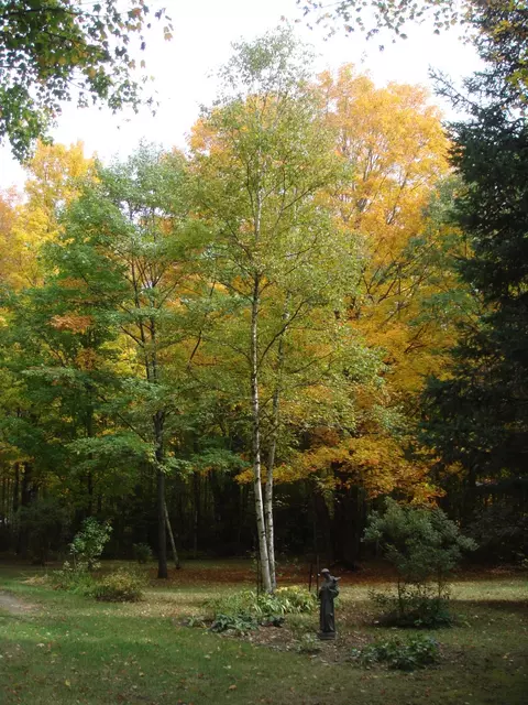 661 W Alexander Rd, Vanderbilt, MI 49795 photo 9