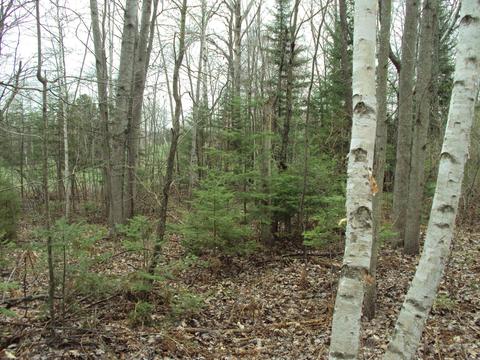 3629 Golfview Drive Lot 71 Wolverine Mi 49799 Dr #LOT 71, Wolverine, MI 49799 photo 7