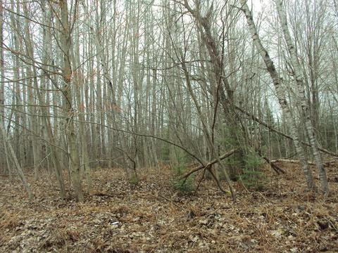 3629 Golfview Drive Lot 71 Wolverine Mi 49799 Dr #LOT 71, Wolverine, MI 49799 photo 4