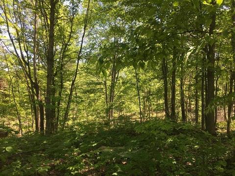 18885 Mcintire Rd, Comins, MI 48619 photo 10
