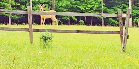 18885 Mcintire Rd, Comins, MI 48619 photo 23