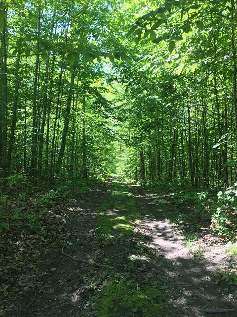 18885 Mcintire Rd, Comins, MI 48619 photo 26