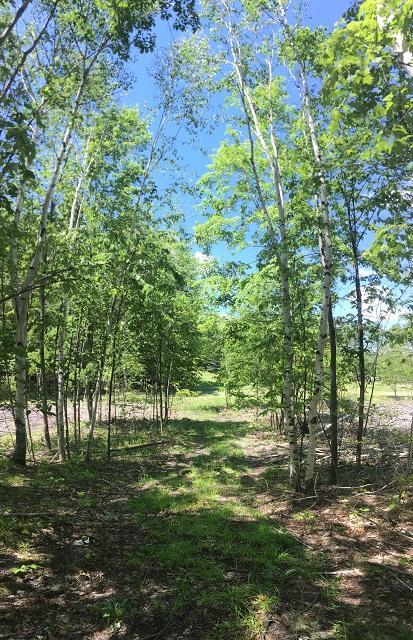 18885 Mcintire Rd, Comins, MI 48619 photo 31
