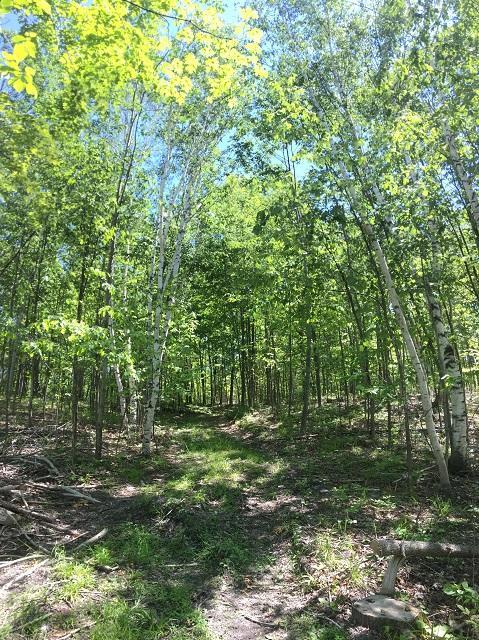 18885 Mcintire Rd, Comins, MI 48619 photo 32