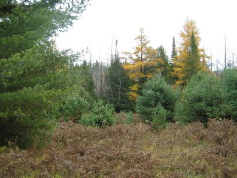 3982 Wurm Road Wolverine Mi 49799 Rd, Wolverine, MI 49799 photo 10