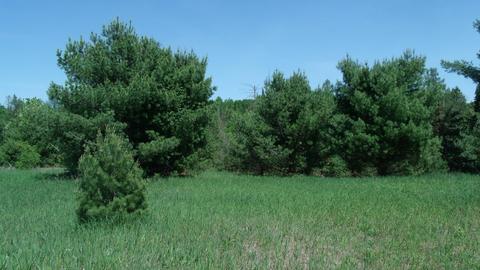 3982 Wurm Road Wolverine Mi 49799 Rd, Wolverine, MI 49799 photo 4