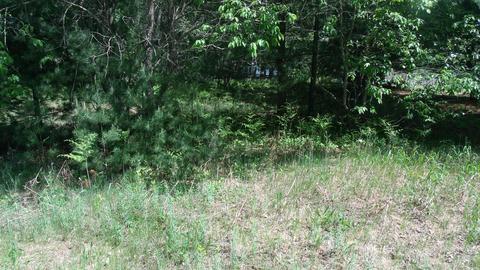 3982 Wurm Road Wolverine Mi 49799 Rd, Wolverine, MI 49799 photo 8