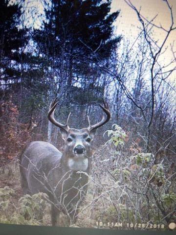 6685 N Petersen Rd, Frederic, MI 49733 photo 71