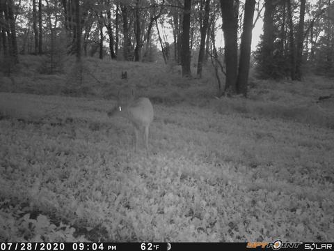 3231 Tote Road Comins Mi 48619 Rd, Comins, MI 48619 photo 65
