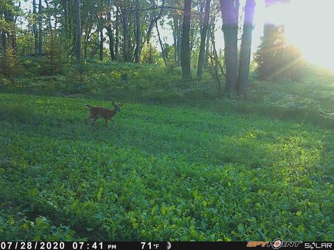 3231 Tote Road Comins Mi 48619 Rd, Comins, MI 48619 photo 68