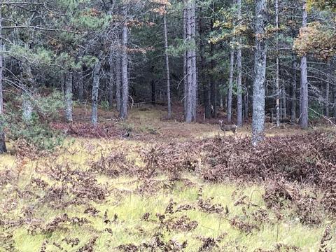 3231 Tote Road Comins Mi 48619 Rd, Comins, MI 48619 photo 55