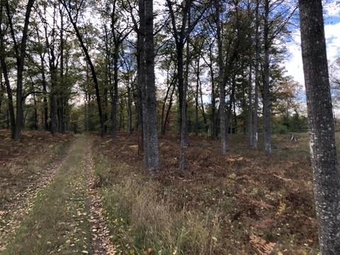 3231 Tote Road Comins Mi 48619 Rd, Comins, MI 48619 photo 50