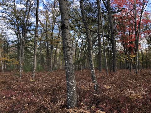 3231 Tote Road Comins Mi 48619 Rd, Comins, MI 48619 photo 47