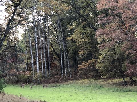 3231 Tote Road Comins Mi 48619 Rd, Comins, MI 48619 photo 60