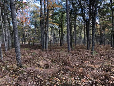 3231 Tote Road Comins Mi 48619 Rd, Comins, MI 48619 photo 48
