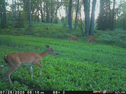 3231 Tote Road Comins Mi 48619 Rd, Comins, MI 48619 photo 67
