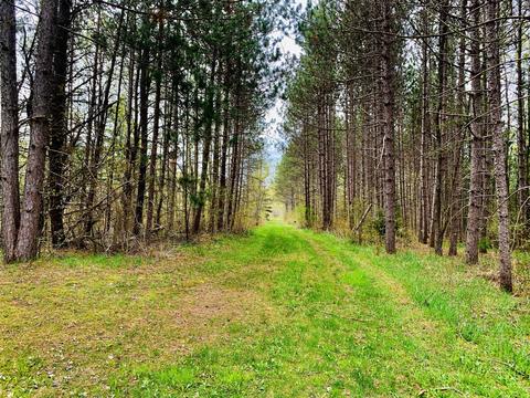 276 E Scribner Rd, Rose City, MI 48654 photo 19