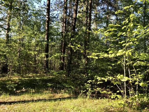 11209 Manning Dr, Frederic, MI 49733 photo 10