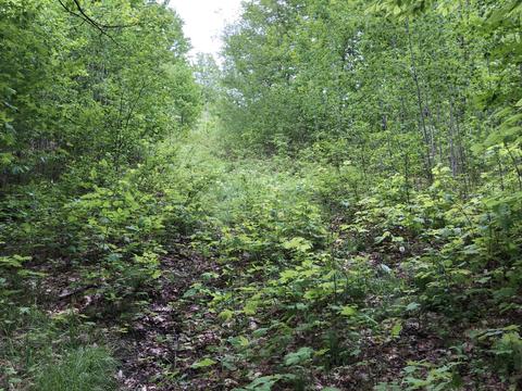 8873 N Deer Trail Frederic Mi 49733 Trl, Frederic, MI 49733 photo 46
