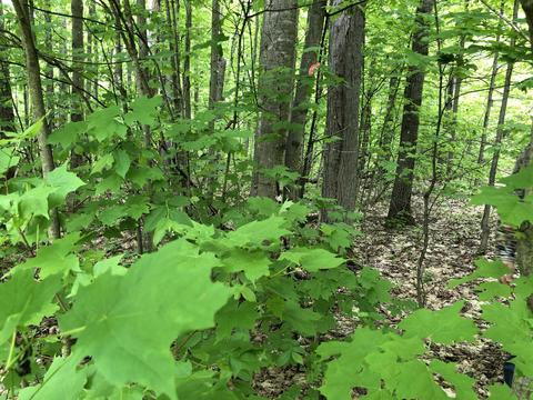 8873 N Deer Trail Frederic Mi 49733 Trl, Frederic, MI 49733 photo 48