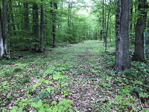 8873 N Deer Trail Frederic Mi 49733 Trl, Frederic, MI 49733 photo 45
