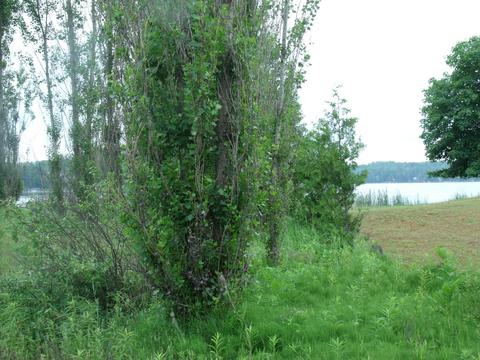 3139 Wurm Rd, Wolverine, MI 49799 photo 5