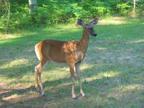 6474 Hanner Trail Grayling Mi 49738 Trl, Grayling, MI 49738 photo 35