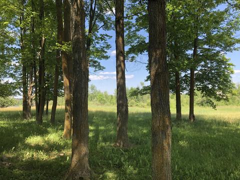 4457 Lance Lake Rd, Wolverine, MI 49799 photo 44
