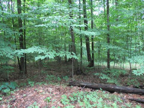 11691 Adisson Trail Frederic Mi 49733 Trl, Frederic, MI 49733 photo 43
