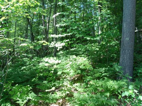 7171 Silver Lake Rd, Wolverine, MI 49799 photo 59