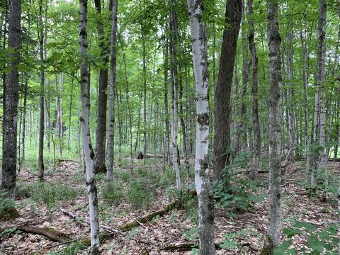 2125 Myrtle Ln, Vanderbilt, MI 49795 photo 5