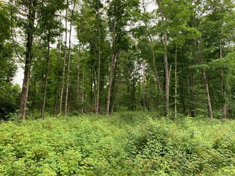 2125 Myrtle Ln, Vanderbilt, MI 49795 photo 3