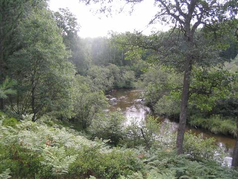 833 S Ausable Trl, Grayling, MI 49738 photo 5