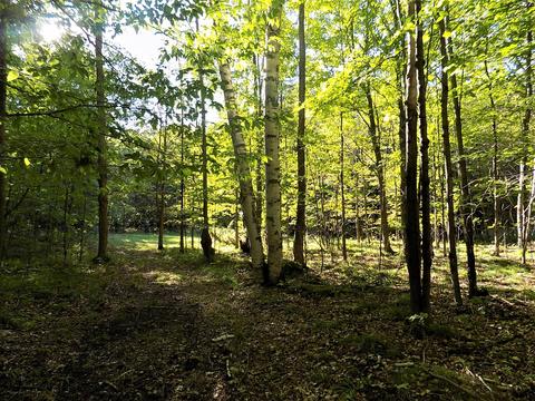 10286 Rust Rd, Hillman, MI 49746 photo 3