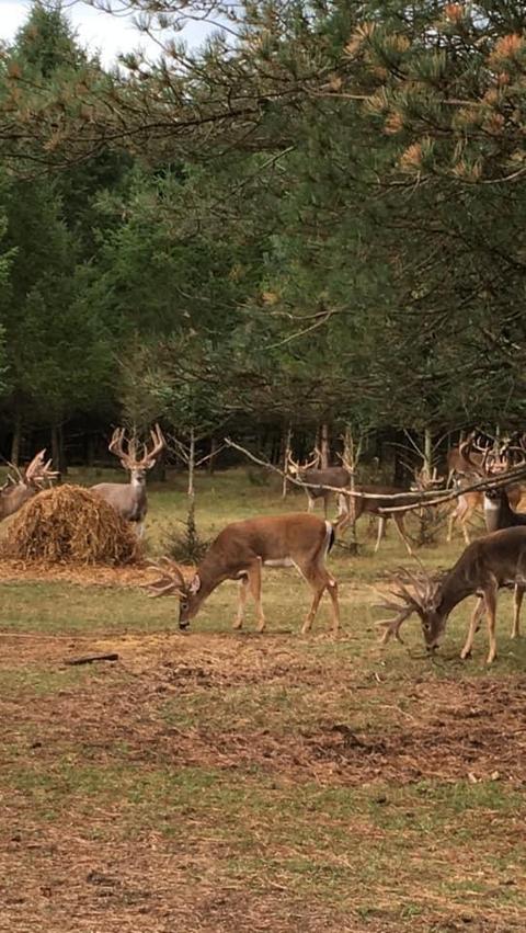 2950 Applegate Road Applegate Mi 48401 Rd, Applegate, MI 48401 photo 86