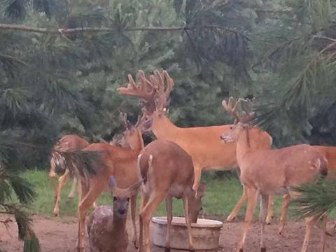 2950 Applegate Road Applegate Mi 48401 Rd, Applegate, MI 48401 photo 90