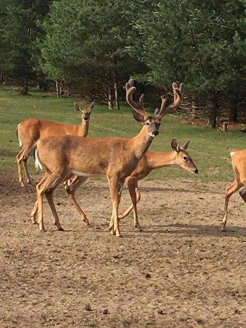 2950 Applegate Road Applegate Mi 48401 Rd, Applegate, MI 48401 photo 83