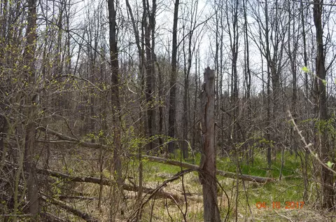 5805 Shoeman Rd, Haslett, MI 48840 photo 13