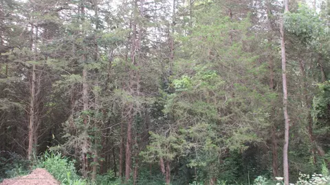 12929 S Tallman Rd, Eagle, MI 48822 photo 36