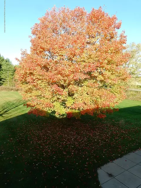 32 Quail Run, Dewitt, MI 48820 photo 36