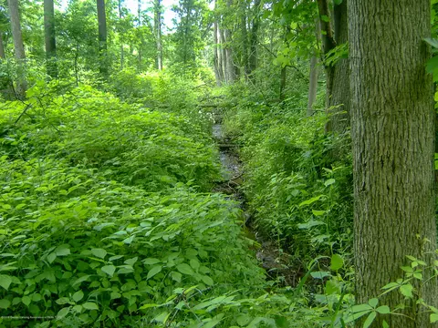 685 Gulick Rd, Haslett, MI 48840 photo 22