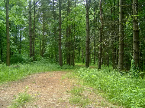 685 Gulick Rd, Haslett, MI 48840 photo 16